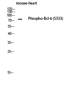 WB - Bcl-6 (phospho Ser333) Polyclonal Antibody AP67392